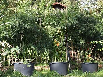 In Containern wurden in diesem Maßbacher Garten die Marihuana-Pflanzen gezogen.  Foto: Heike Beudert