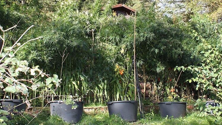 In Containern wurden in diesem Maßbacher Garten die Marihuana-Pflanzen gezogen.  Foto: Heike Beudert