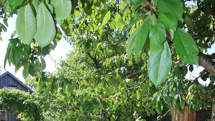 Blick in den Garten von Rainer und Rosi Gilke. Foto: Jürgen Gärtner