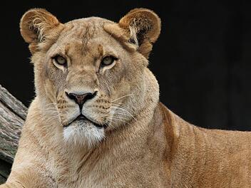 Nördlich von Rom: Löwe streunt durch italienische Küstenstadt Nördlich von Rom: Löwe streunt durch italienische Küstenstadt
