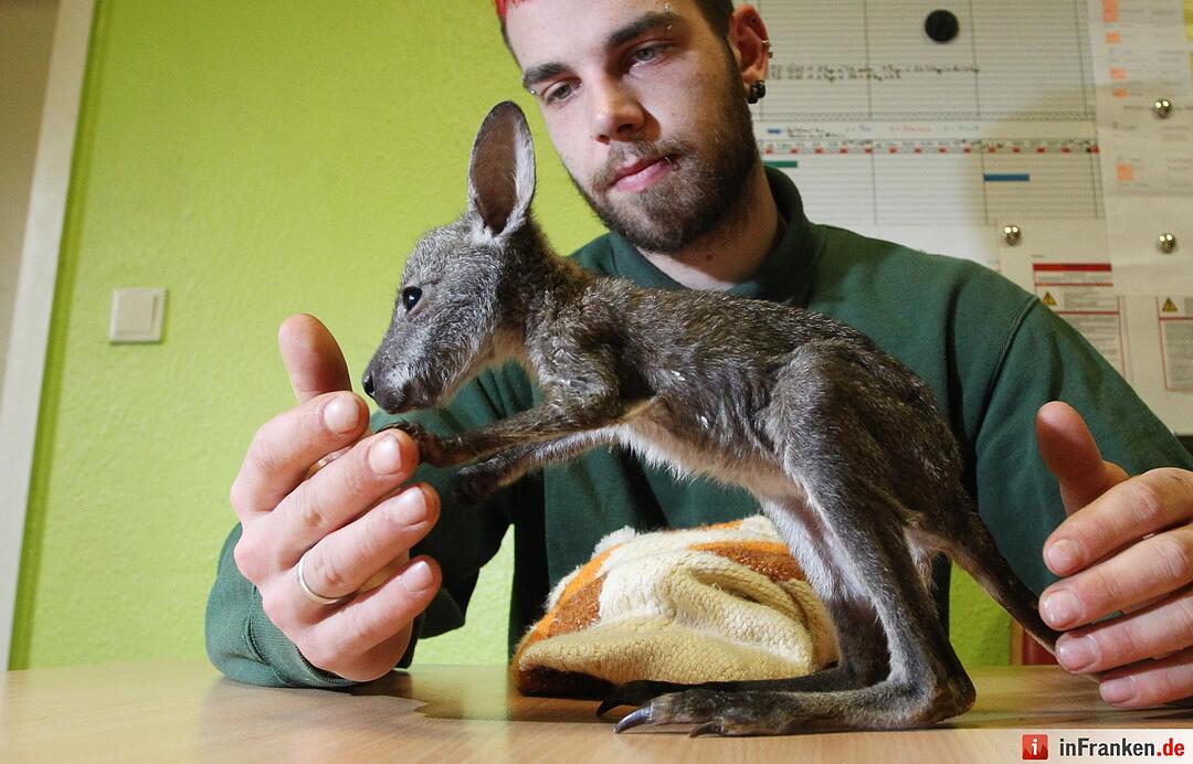 Kängurubaby im Tierpark Köthen