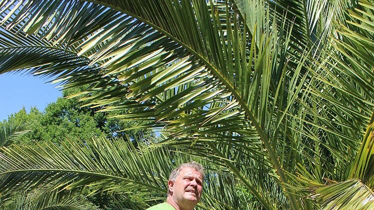 Wolfgang Hornung von der Kurgärtnerei gießt eine der vielen Palmen Palmen im Kurgarten. Foto: Isabel Herterich