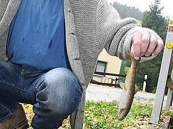 Heiko Müller ist noch immer skeptisch, ob die Wasserqualität des Mühlgraben wirklich in Ordnung ist - denn immer wieder findet er tote Fische. Eine Strafanzeige gegen das Landratsamt Kulmbach und das Wasserwirtschaftsamt sowie die Fachberatung für Fischerei des Bezirkes Oberfranken ist jedoch abgeschmettert worden. Foto: Sonja Adam