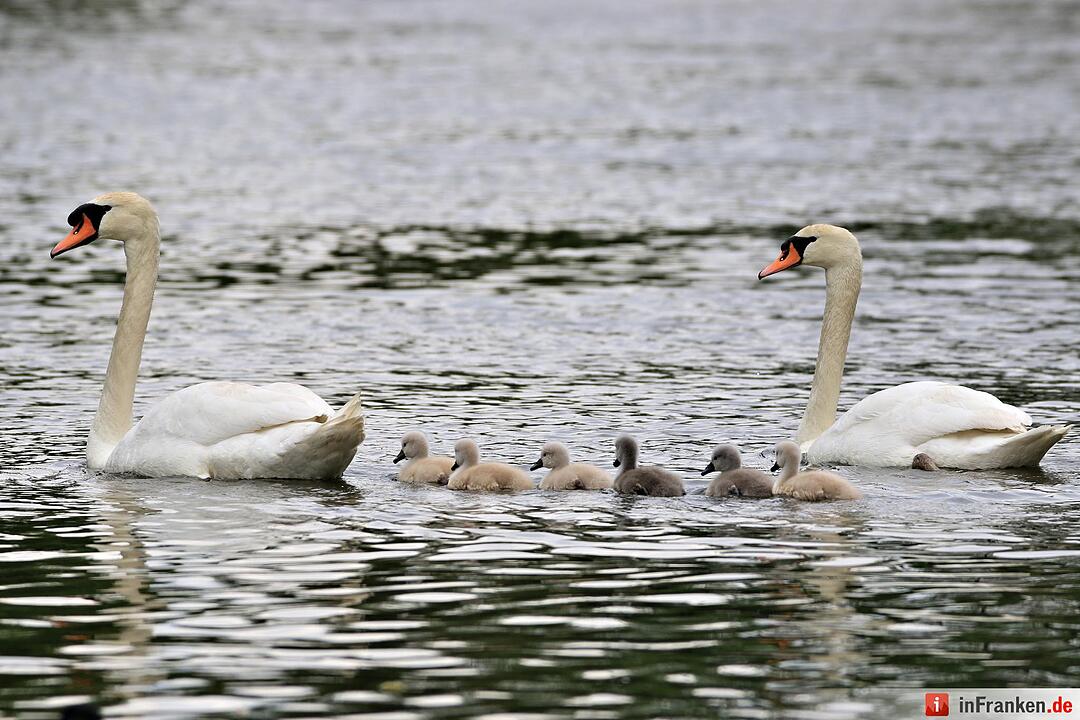Schwanennachwuchs auf der Erba-Insel in Bamberg
