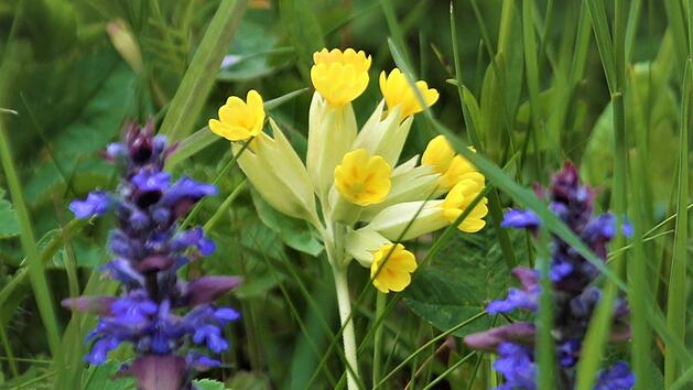 Mit diesen Tipps zieren Wiesenschl&uuml;sselblume und kriechender G&uuml;nsel bald  auch Ihren Rasen. Foto: Josef Schr&ouml;der