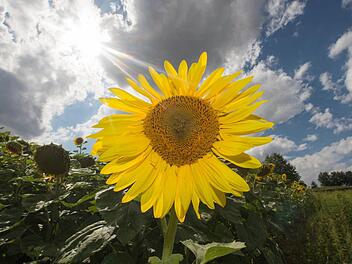 Am Wochenende ist wettertechnisch wieder vieles drin. Symbolfoto: Armin Weigel, dpa