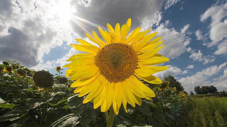 Am Wochenende ist wettertechnisch wieder vieles drin. Symbolfoto: Armin Weigel, dpa