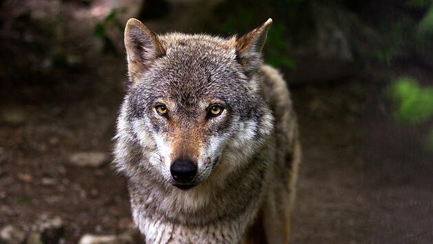 Es ist nicht das erste Mal, dass im Schallfelder Wald in Unterfranken ein Wolf gesichtet wurde. Ein 78-j&auml;hriger Rentner habe das Tier jetzt sogar in seinem eigenen Garten entdeckt. Symbolbild: raincarnation40/pixabay.com