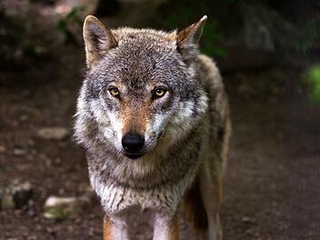 Es ist nicht das erste Mal, dass im Schallfelder Wald in Unterfranken ein Wolf gesichtet wurde. Ein 78-jähriger Rentner habe das Tier jetzt sogar in seinem eigenen Garten entdeckt. Symbolbild: raincarnation40/pixabay.com