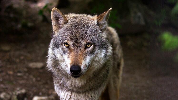 Es ist nicht das erste Mal, dass im Schallfelder Wald in Unterfranken ein Wolf gesichtet wurde. Ein 78-jähriger Rentner habe das Tier jetzt sogar in seinem eigenen Garten entdeckt. Symbolbild: raincarnation40/pixabay.com