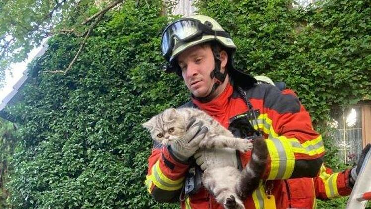 Katzenrettungsaktion in Heroldsberg: Die Feuerwehr musste ein Kätzchen von einem Baum holen.