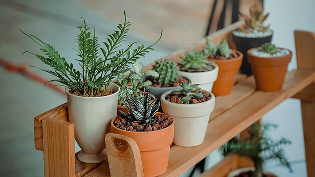 Trauermückenbefall: So rettest du deine Zimmerpflanzen