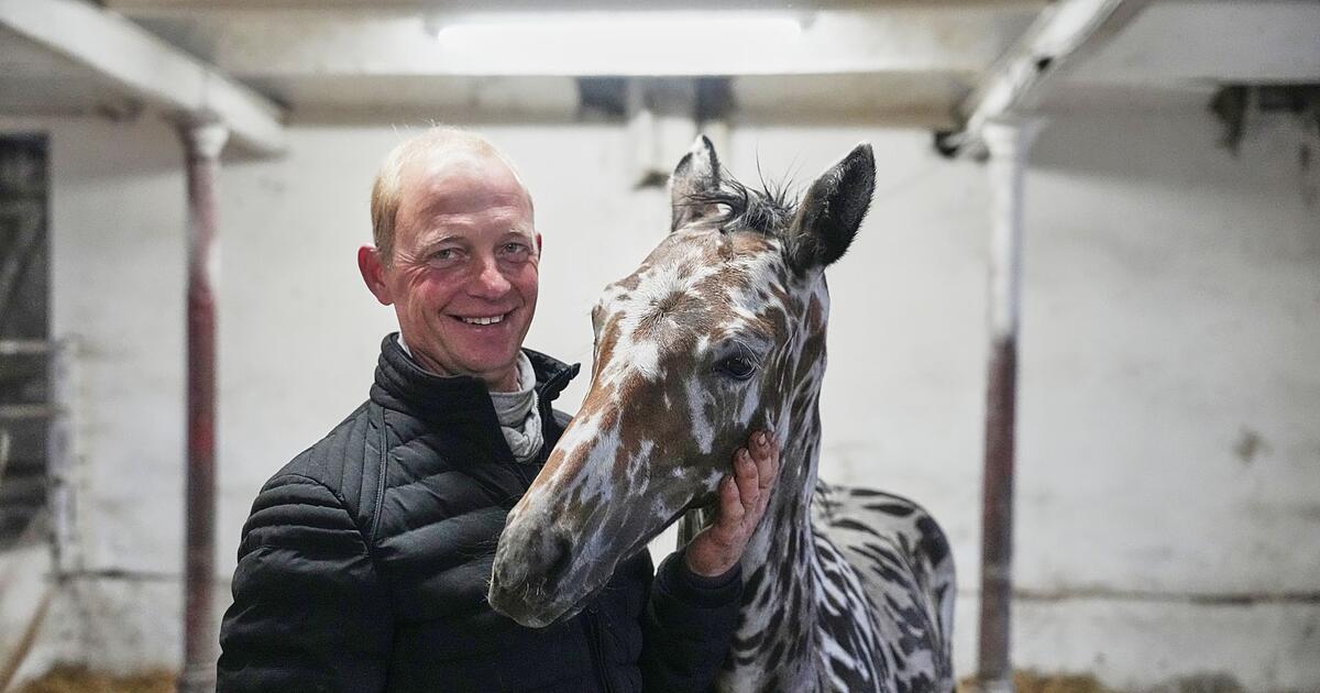 Exceptional foal is a hit on social media - | Sold to Dubai
