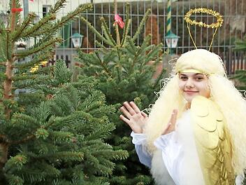 Das Staffelsteiner Christkind - die 14-jährige Zoi - suchte sich im Tannenwald einen Weihnachtsbaum aus. Fotos: Matthias Einwag