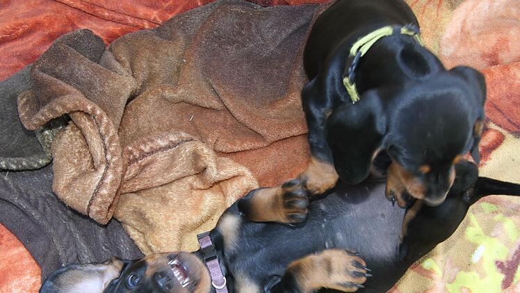 Beim Spielen geht es manchmal ganz schön hoch her. Die jungen Hunde lernen so, Grenzen zu erkennen und andere Hunde zu respektieren. Foto: Sonny Adam