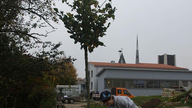 Timo, Nico und Luci setzen eine Hainbuche.