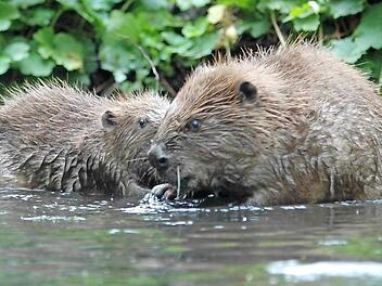 Possierlich: Durch ihre Dämme leisten die Biber einen enormen Beitrag zum Hochwasserschutz.  Foto: Bund Naturschutz