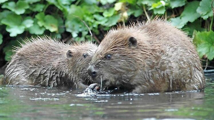 Possierlich: Durch ihre Dämme leisten die Biber einen enormen Beitrag zum Hochwasserschutz.  Foto: Bund Naturschutz