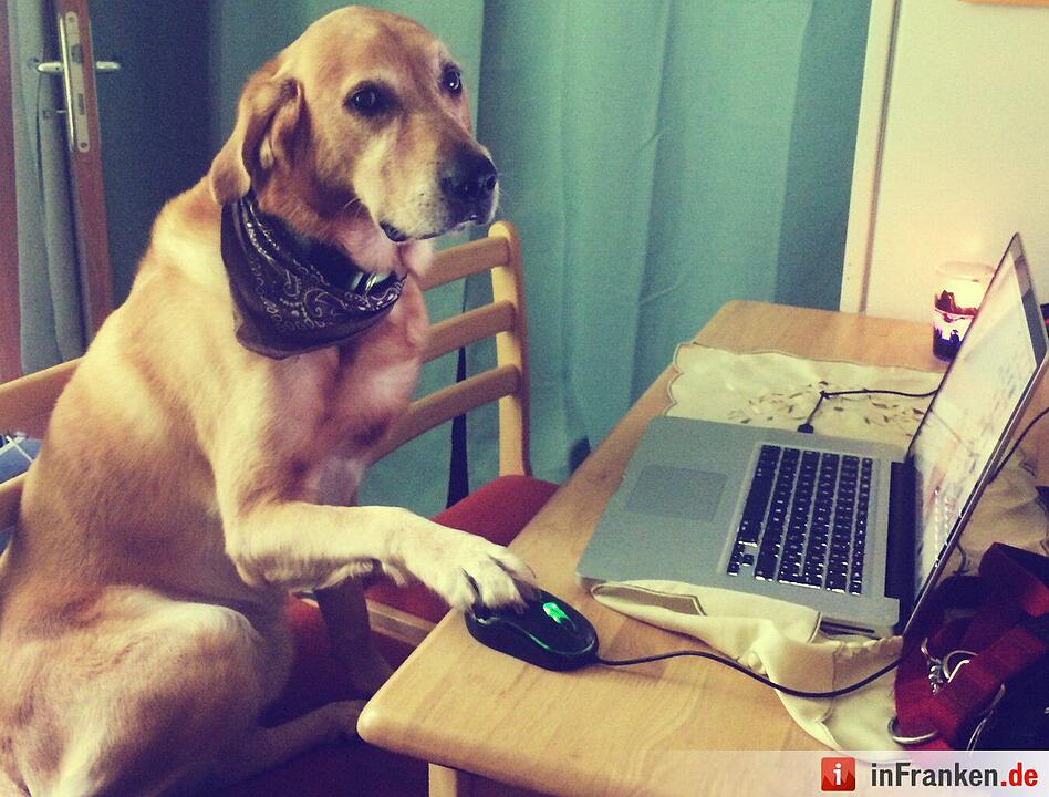 Auf den Hund gekommen: Die schönsten fränkischen Hunde unserer Nutzer