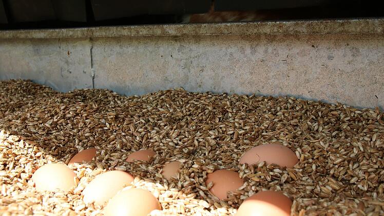 Die Eier legen die H&uuml;hner in Dinkelspelzen.Foto: Katrin Geyer&pound;