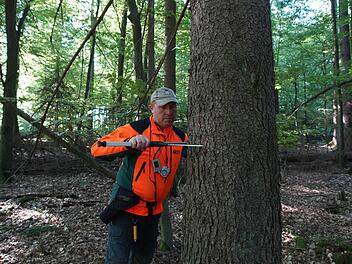 Steffen Walther greift mit einer Schieblehre den Durchmesser des Stamms ab. Fotos: Arkadius Guzy