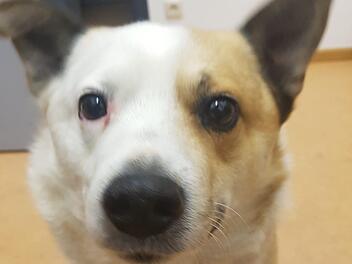 Der Mischlingshund sucht seinen Besitzer. Foto: Polizei Ludwigsstadt