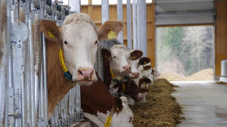 Ein Blick in den Stall. Foto: Marco Meißner