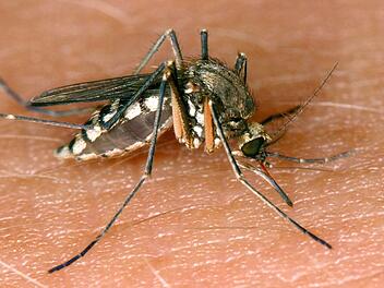 West-Nil-Virus in Italien