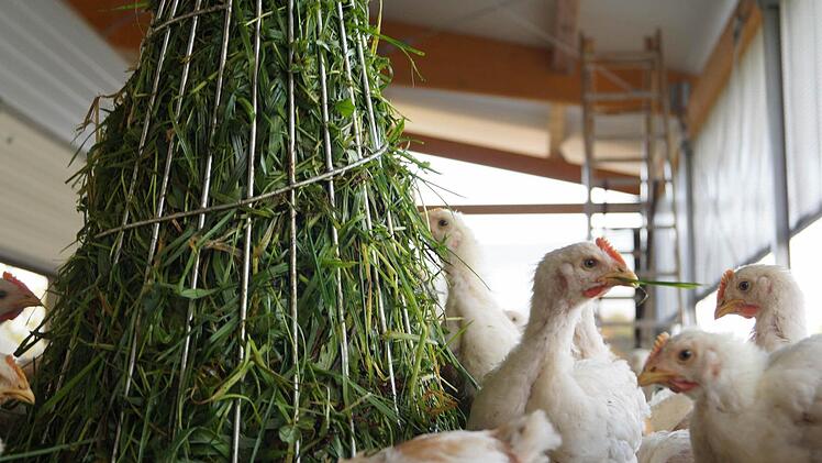 Den Bio-Hähnchen wird auch Grünfutter im Stall angeboten. Foto: Hanna