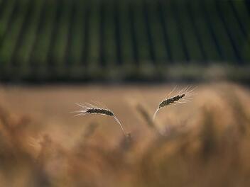 Foto: Symbolfoto Karl-Josef Hildenbrand, dpa