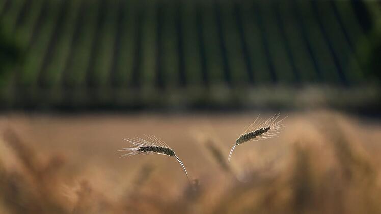 Foto: Symbolfoto Karl-Josef Hildenbrand, dpa