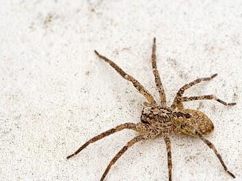 Biss &auml;hnlich eines Wespenstichs: Nosferatu-Spinne verbreitet sich in Deutschland