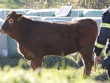 Coburg: Jungbulle löst Notruf aus - Polizei muss Stadt teilweise absperren Coburg: Jungbulle löst Notruf aus - Polizei muss Stadt teilweise absperren