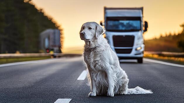junger weiblicher Flat-Coated Retriever sitzt ver&auml;ngstigt in der Mitte von Bundesstra&szlig;e in Unterfranken, lkw bremst im hintergrund