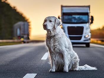 junger weiblicher Flat-Coated Retriever sitzt verängstigt in der Mitte von Bundesstraße in Unterfranken, lkw bremst im hintergrund