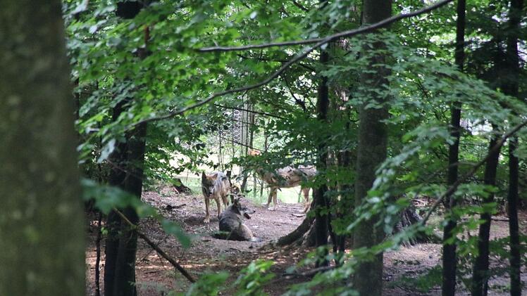 Eindrücke von der Fahrt in den Bayerischen Wald. Foto: Ralf Ruppert