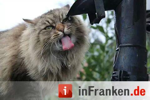 Foto: Andrea Kuschinski