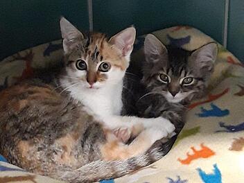 "Katzenflut": Tierheim Lichtenfels bittet um Unterstützung bei großem Problem