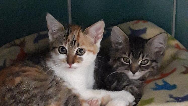 "Katzenflut": Tierheim Lichtenfels bittet um Unterstützung bei großem Problem