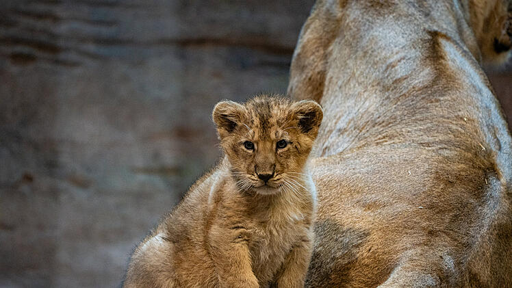 Trauriger Vorfall im Tiergarten Nürnberg: Löwin Aarany frisst erneut ihren Nachwuchs