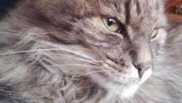 Katze Ayla von Ehepaar Klose