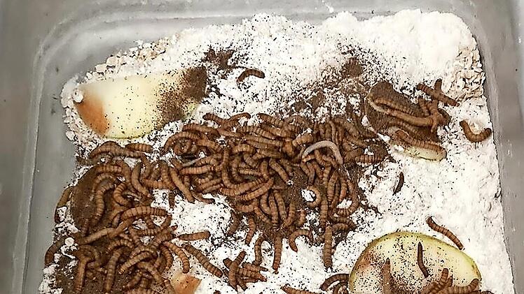 Mehlwürmer-Aufzucht - auch das gehörte dazu...