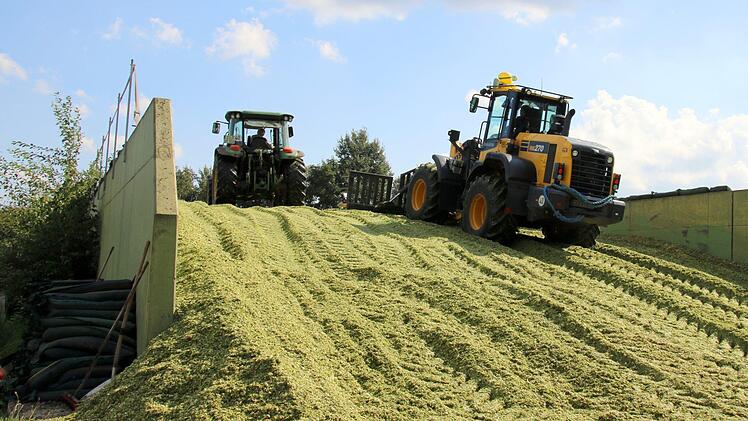 Traktoren und Anhänger bringen den frisch gehäckselten Mais vom Feld zum Silo, wo er auf das bereits silierende Gras geschüttet wird. Foto: Bettina Knauth