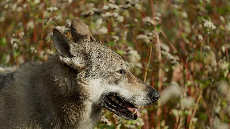 Wölfe sind nicht die gierigsten, gefährlichsten oder blutrünstigsten Lebewesen in der spannenden Serie "Wolfssommer - Blutige Spuren".