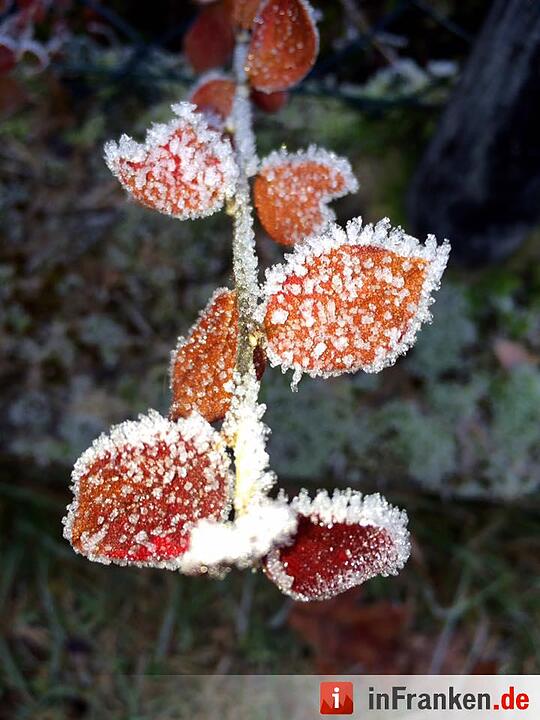 Eis und Schnee in Franken - die schönsten Winterleserfotos
