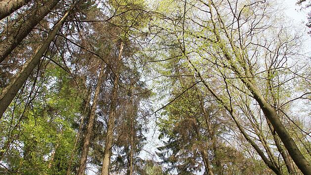 Die Fahndung nach einem vermissten Senior aus Gunzenhausen endete am Dienstagnachmittag. Ein Polizeihund fand den Mann in einem Waldst&uuml;ck. Symbolfoto: Dunja Neupert