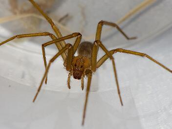 Chilenische Einsiedlerspinne in T&uuml;bingen