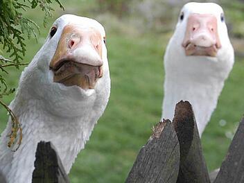 Auch diese beiden Gänse müssen jetzt in den Stall.  Foto: Ronald Rinklef
