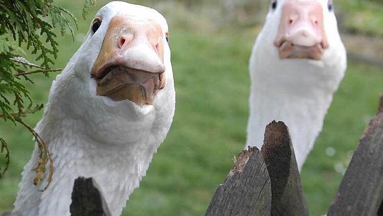 Auch diese beiden Gänse müssen jetzt in den Stall.  Foto: Ronald Rinklef