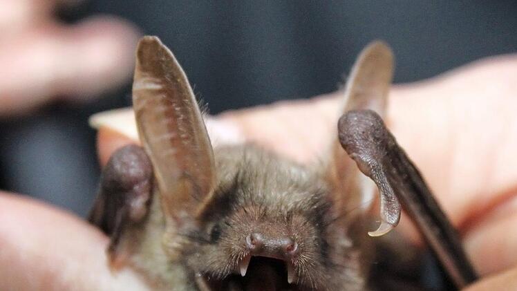 Diese Fledermaus hat ihren Lebensraum in der Esperhöhle.  Fotos: Carmen Schwind